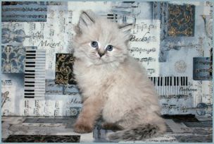 Female Siberian Kitten from Deedlebug Siberians